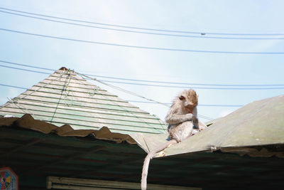 Low angle view of cat on cable against sky
