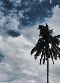 Low angle view of palm trees against cloudy sky