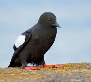 Close-up of black guillemot perching on retaining wall against sky