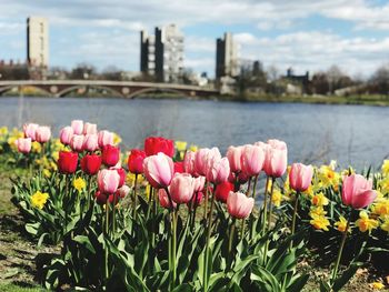 Close-up of pink tulips against cloudy sky