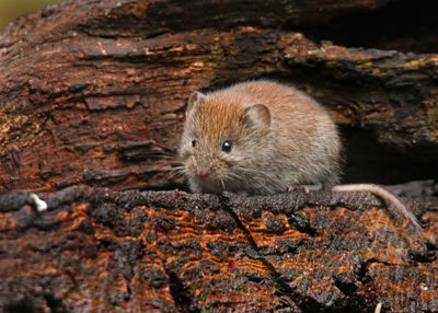 Close-up of squirrel