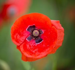 Close-up of red poppy flower