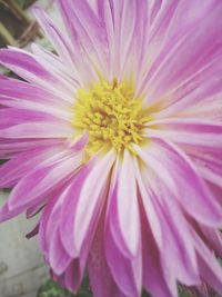 Close-up of pink flower blooming outdoors