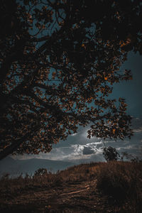 Low angle view of trees on field against sky