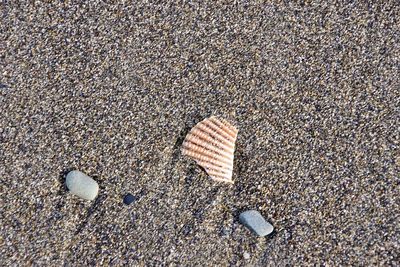High angle view of shells on sand