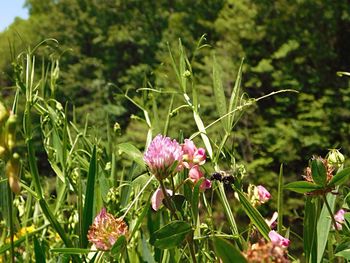 Close-up of pink flowers blooming in field