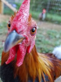 Close-up portrait of rooster