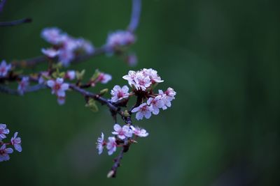 Close-up of purple flowering plant