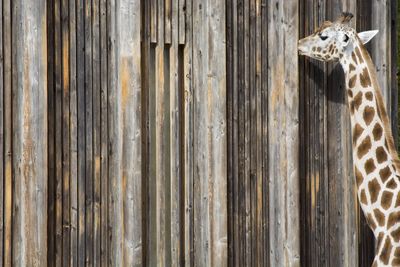 Close-up of giraffe standing by wooden fence