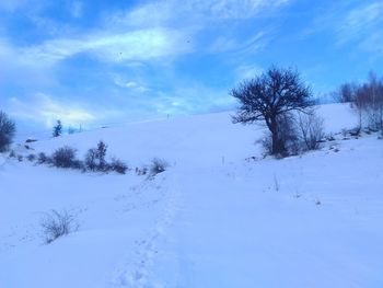 Trees against sky during winter