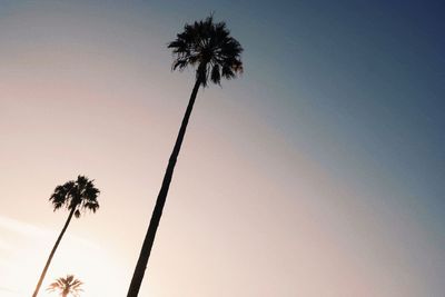 Low angle view of coconut palm trees against sky