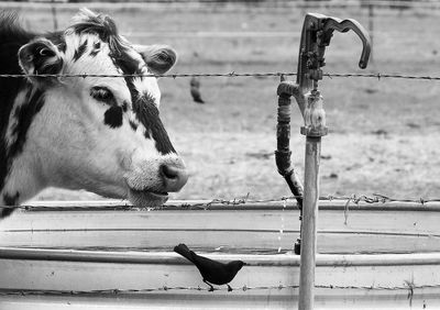 Close-up of horse in pen