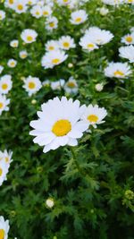 Close-up of white daisy flower