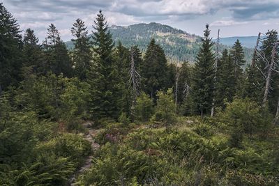 German's wanderlust in the bavarian forest. hiking at germany's second highest mountain the arber.