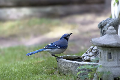 Close-up of bird perching on grass