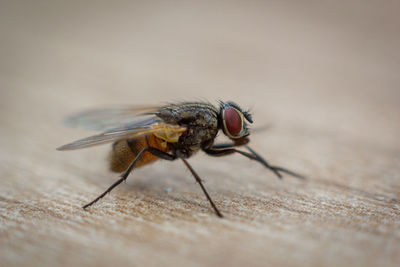Close-up of housefly