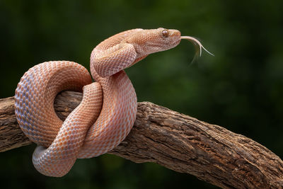 Close-up of lizard on tree