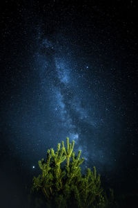 Low angle view of trees against sky at night