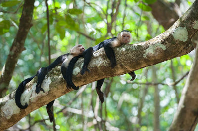 Low angle view of monkeys resting on branch in forest