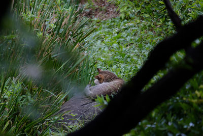 Close-up of lizard on tree