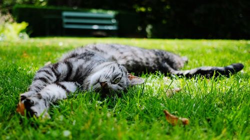 Cat lying on grass