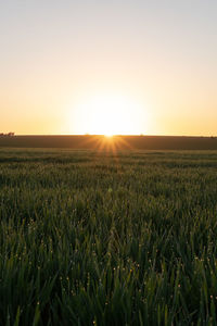 Scenic view of field against sky during sunrise