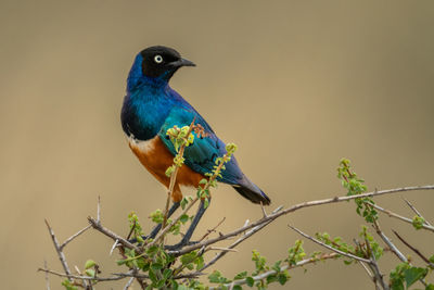 Superb starling in thorn tree turns head