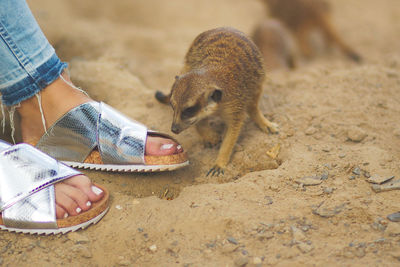 Low section of woman standing on sand
