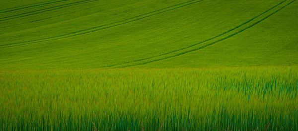 Rolling green fields