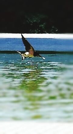 DUCK SWIMMING IN LAKE