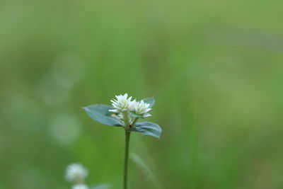 Close-up of white flowering plant