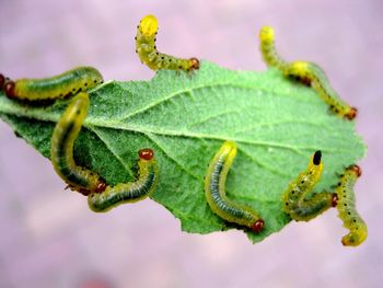 Close-up of insect on leaf