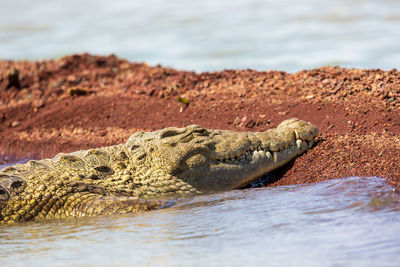 Close-up of crocodile in the sea