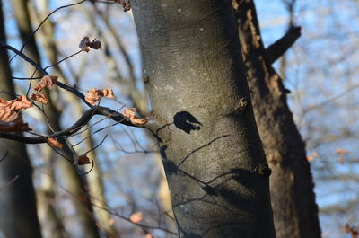 Close-up of lizard on tree