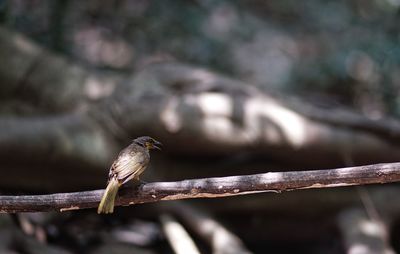 Close-up of bird perching on branch