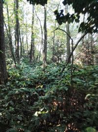 Trees growing in forest