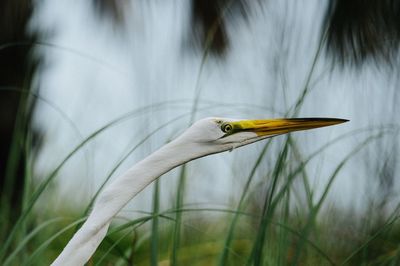 Close-up of a bird