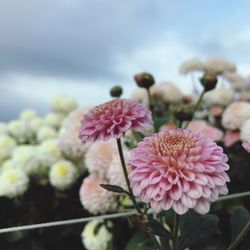 Close-up of pink flowering plant