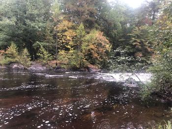 Trees by lake in forest