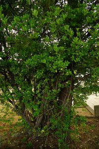 Horse on tree