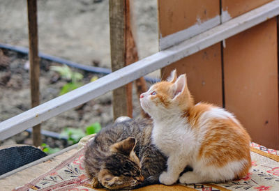 Cat sitting on a kitten looking away