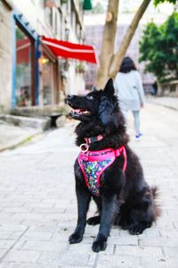 Dog in city
