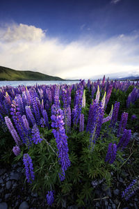 Purple crocus flowers growing in field against sky