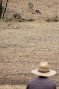 Kangaroos on landscape