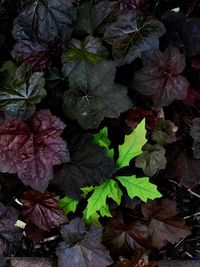 Close-up of plants during autumn