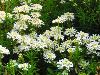 Close-up of white flowering plants