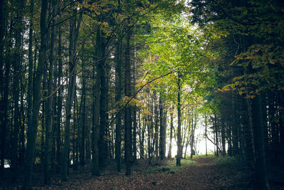 Trees in sunlight