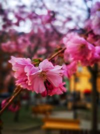 Close-up of pink cherry blossoms