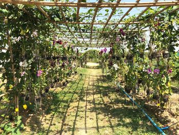 Flowers growing in greenhouse