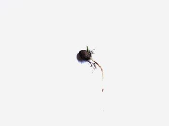 Close-up of fly on white background